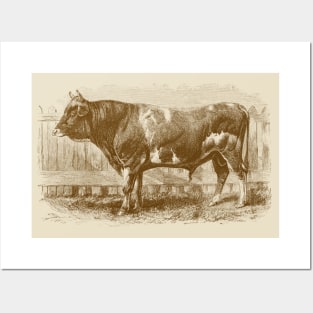 Jersey Bull Vintage Illustration Posters and Art